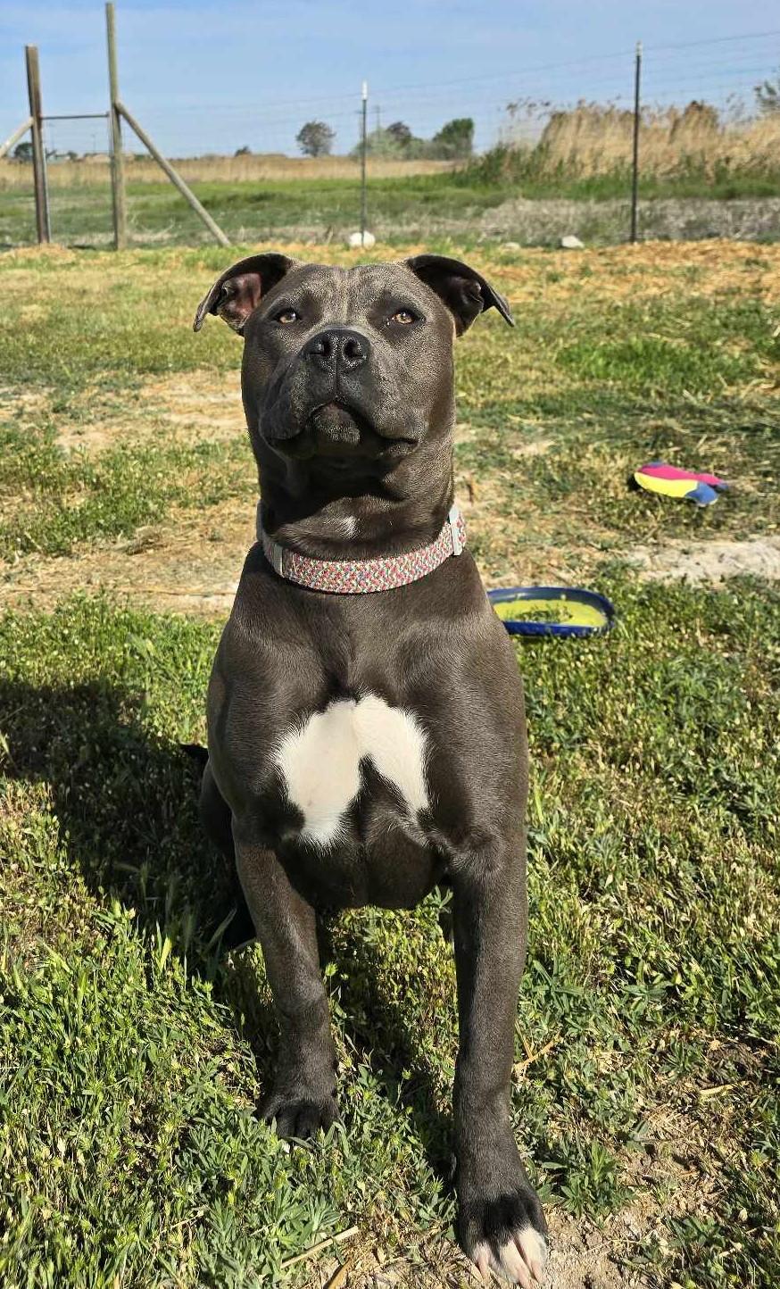 Panela, Adult Female Pit Bull Terrier
