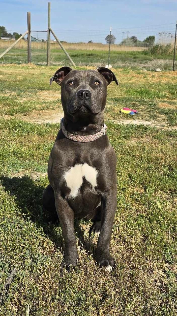 Panela, a Adoptable Pit Bull Terrier in Othello, WA image 3/5