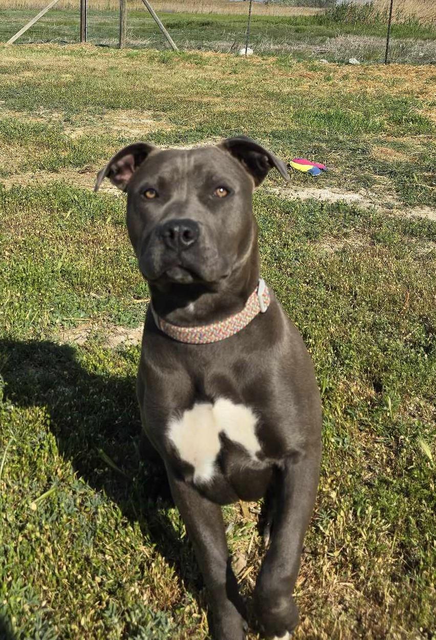 Panela, a Adoptable Pit Bull Terrier in Othello, WA image 4/5
