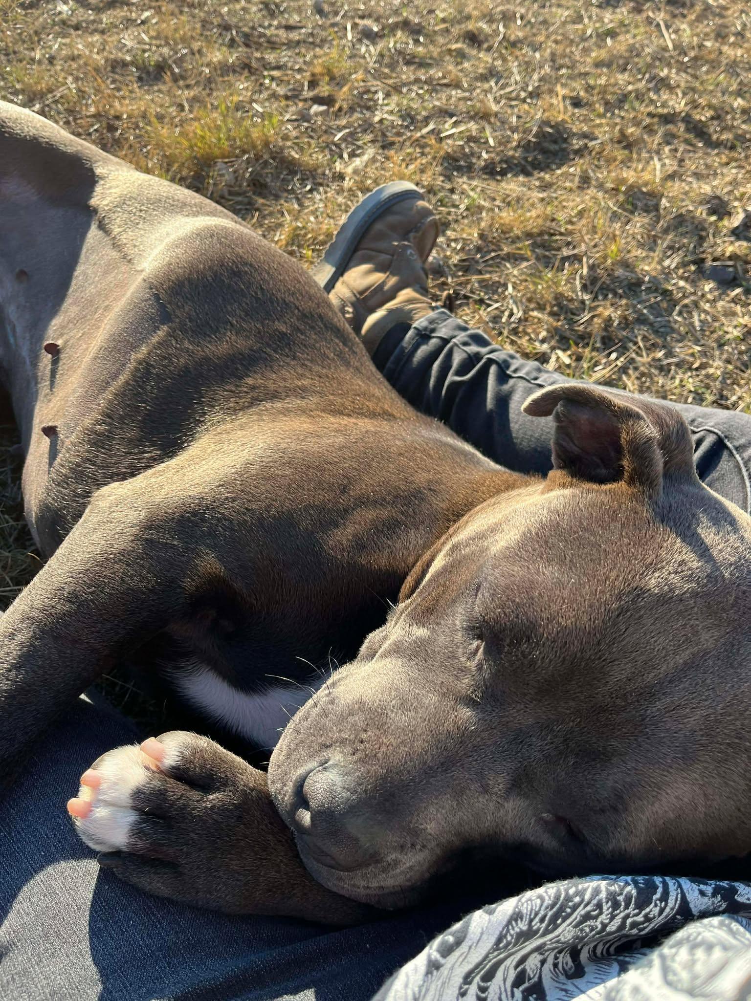 Panela, a Adoptable Pit Bull Terrier in Othello, WA image 1/5