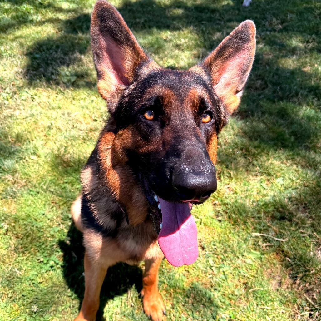 Enlarge Danny, a Adoptable Mixed Breed in Medford, OR image 1/1