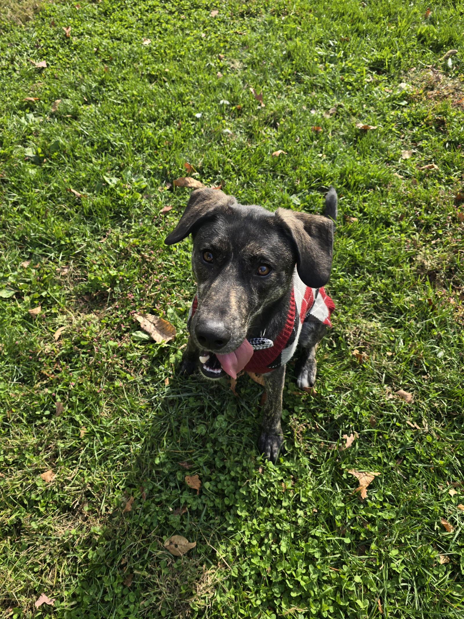 Cain, Adoptable, Adult Male Mountain Cur & Labrador Retriever.