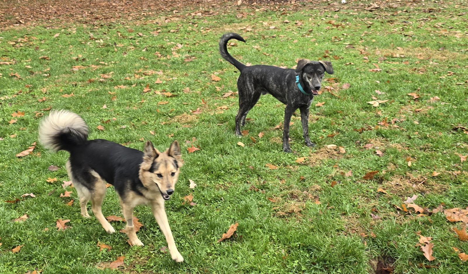 Enlarge Cain, a Adoptable mixed breed in Columbus, IN image 1/3