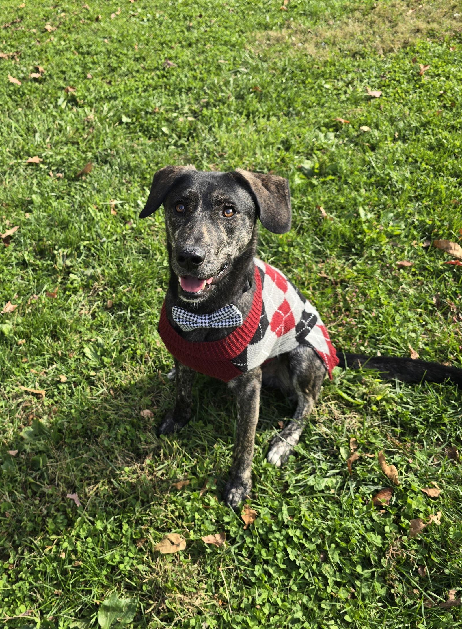 Enlarge Cain, a Adoptable mixed breed in Columbus, IN image 2/3