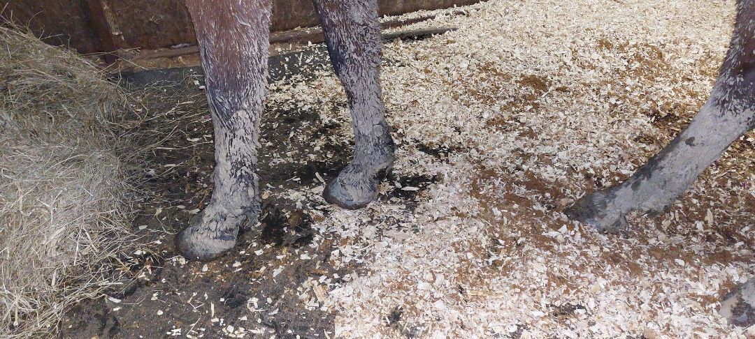 Enlarge Jingle Belle, a Adopted Quarterhorse in Leitchfield , KY image 1/3