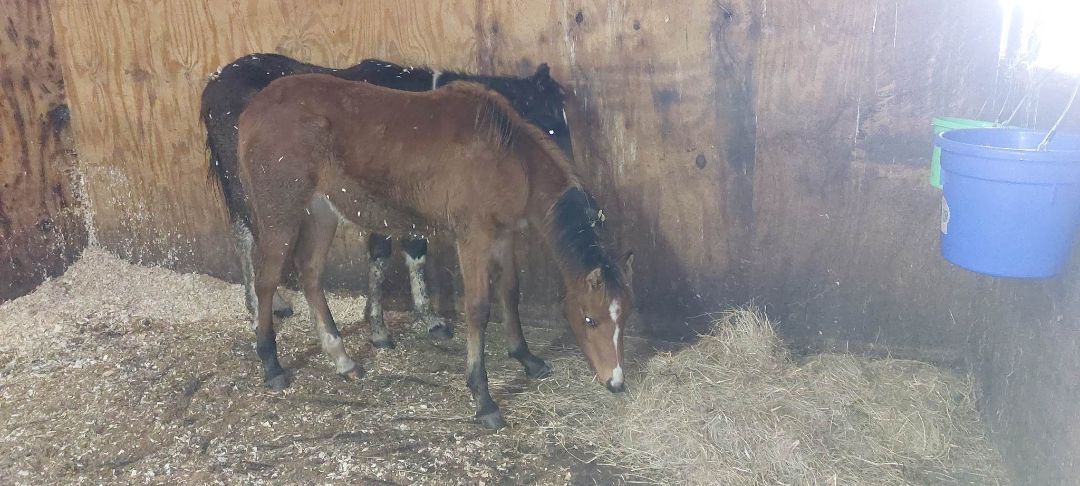 Enlarge Jingle Belle, a Adopted Quarterhorse in Leitchfield , KY image 2/3
