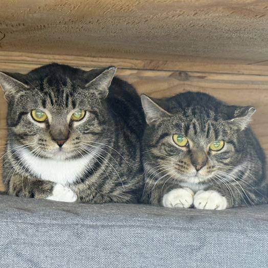 Enlarge Luigi (working cat), a Adoptable Domestic Short Hair in Birdsboro, PA image 1/3