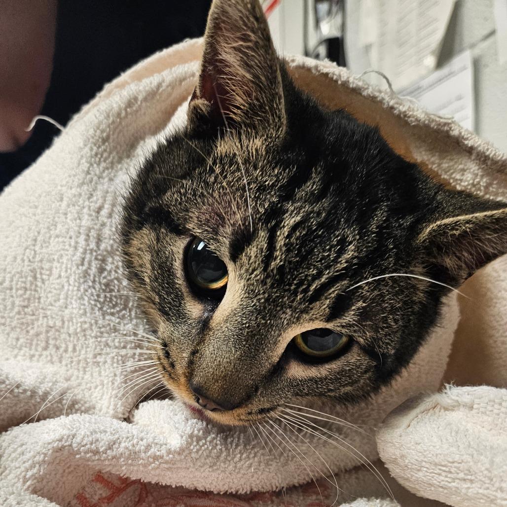 Luigi (working cat), a Adoptable Domestic Short Hair in Birdsboro, PA image 1/2