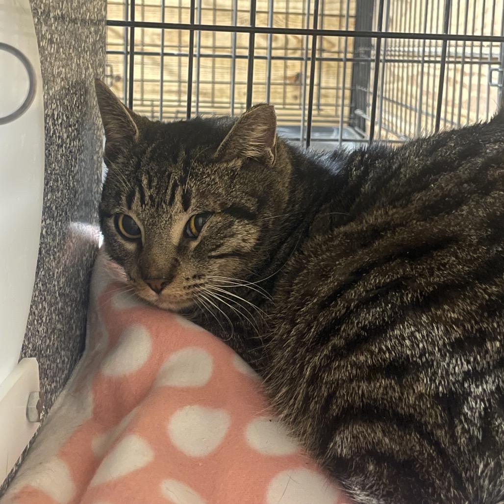 Luigi (working cat), a Adoptable Domestic Short Hair in Birdsboro, PA image 2/2