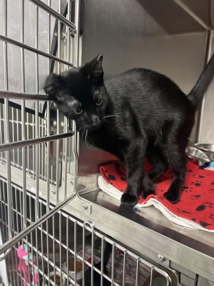 Reggie — thumbnail 2