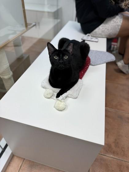 Reggie — thumbnail 3