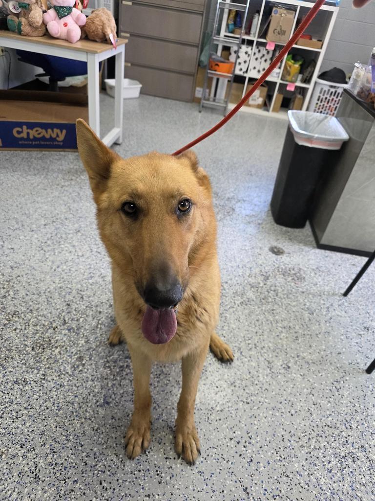 Bud, Adoptable, Adult Male German Shepherd Dog.