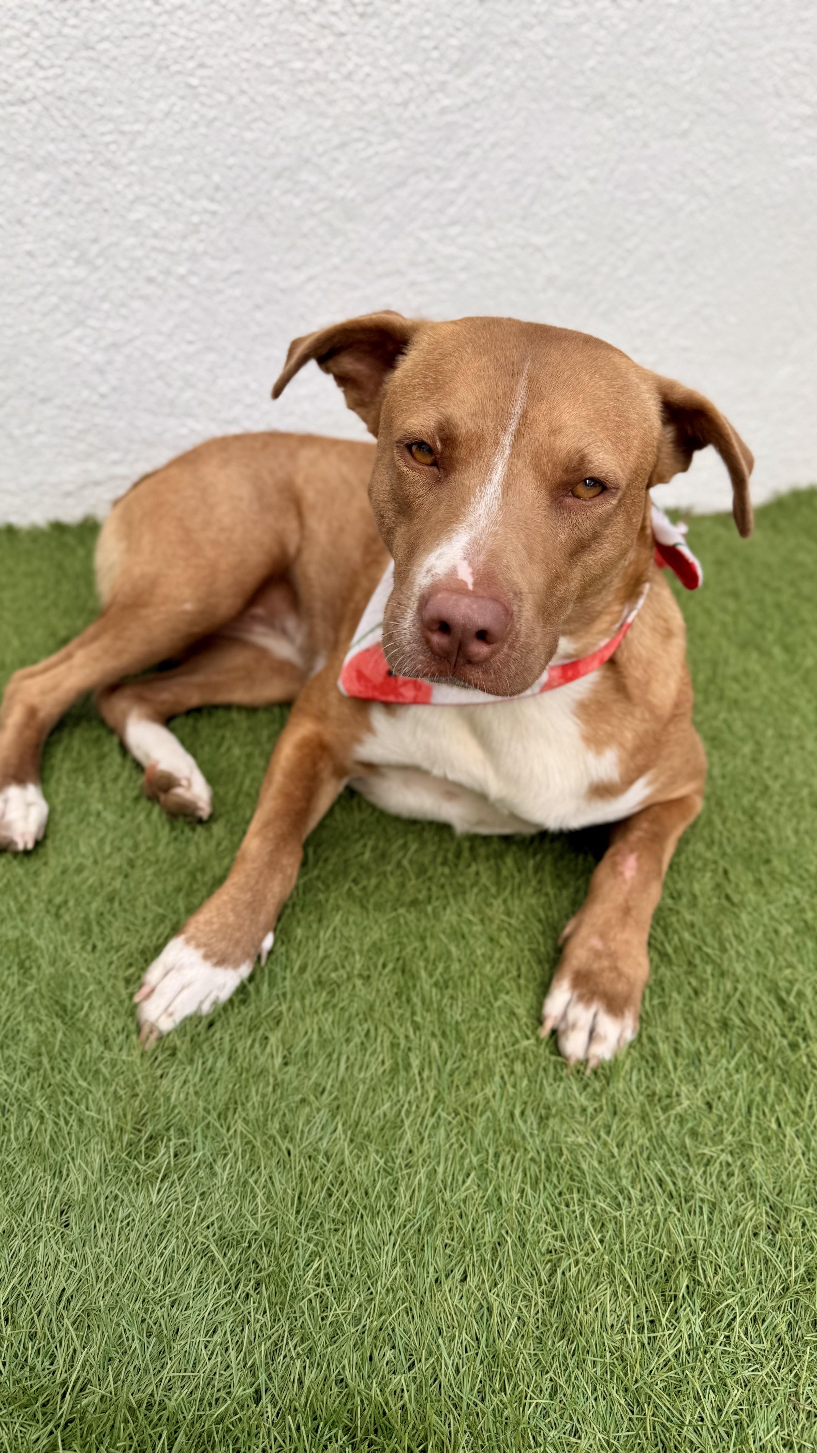 Enlarge CHLOE, a Adoptable mixed breed in San Diego, CA image 1/6