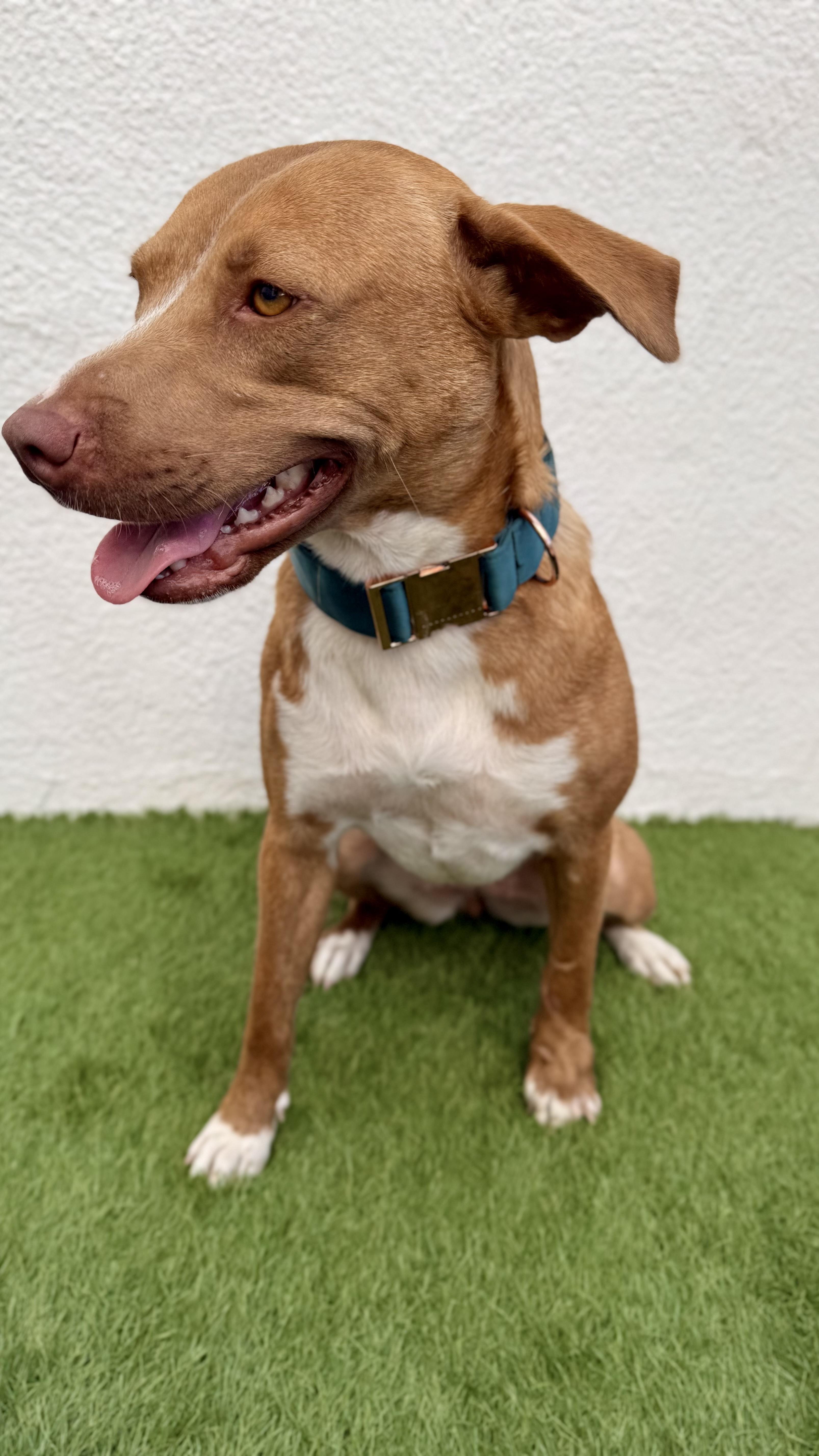 Enlarge CHLOE, a Adoptable mixed breed in San Diego, CA image 2/6