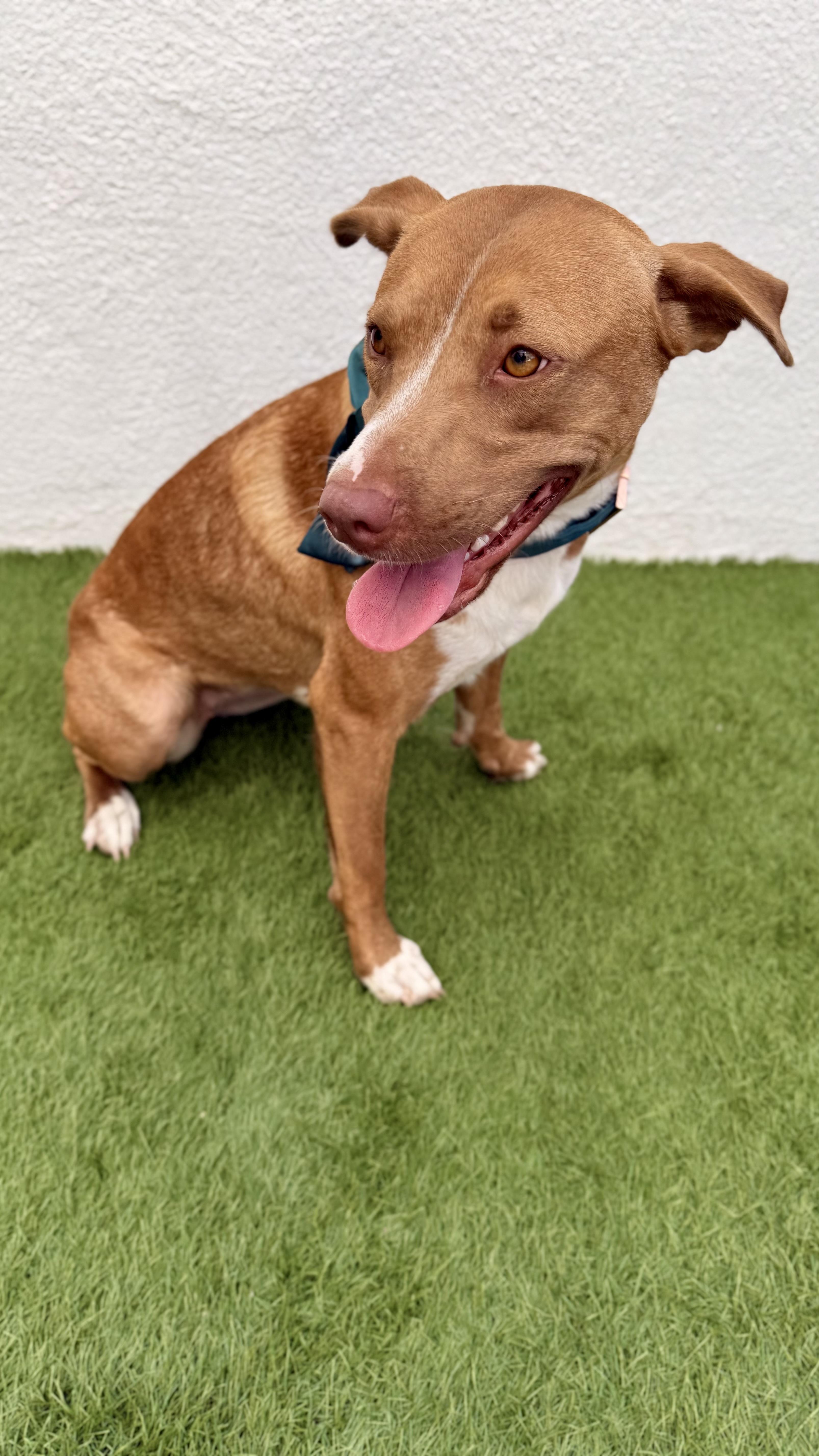 Enlarge CHLOE, a Adoptable mixed breed in San Diego, CA image 3/6