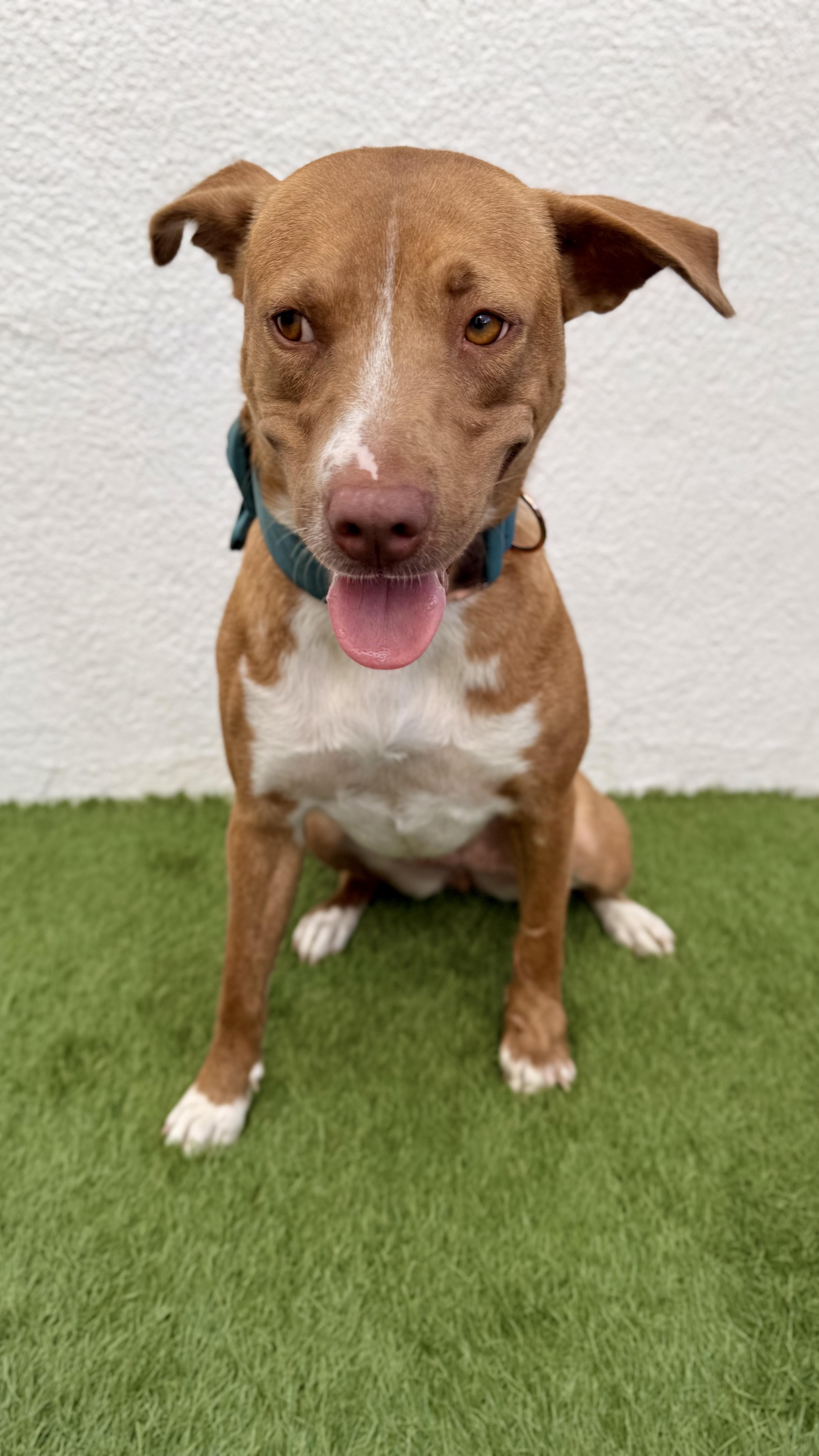 Enlarge CHLOE, a Adoptable mixed breed in San Diego, CA image 4/6