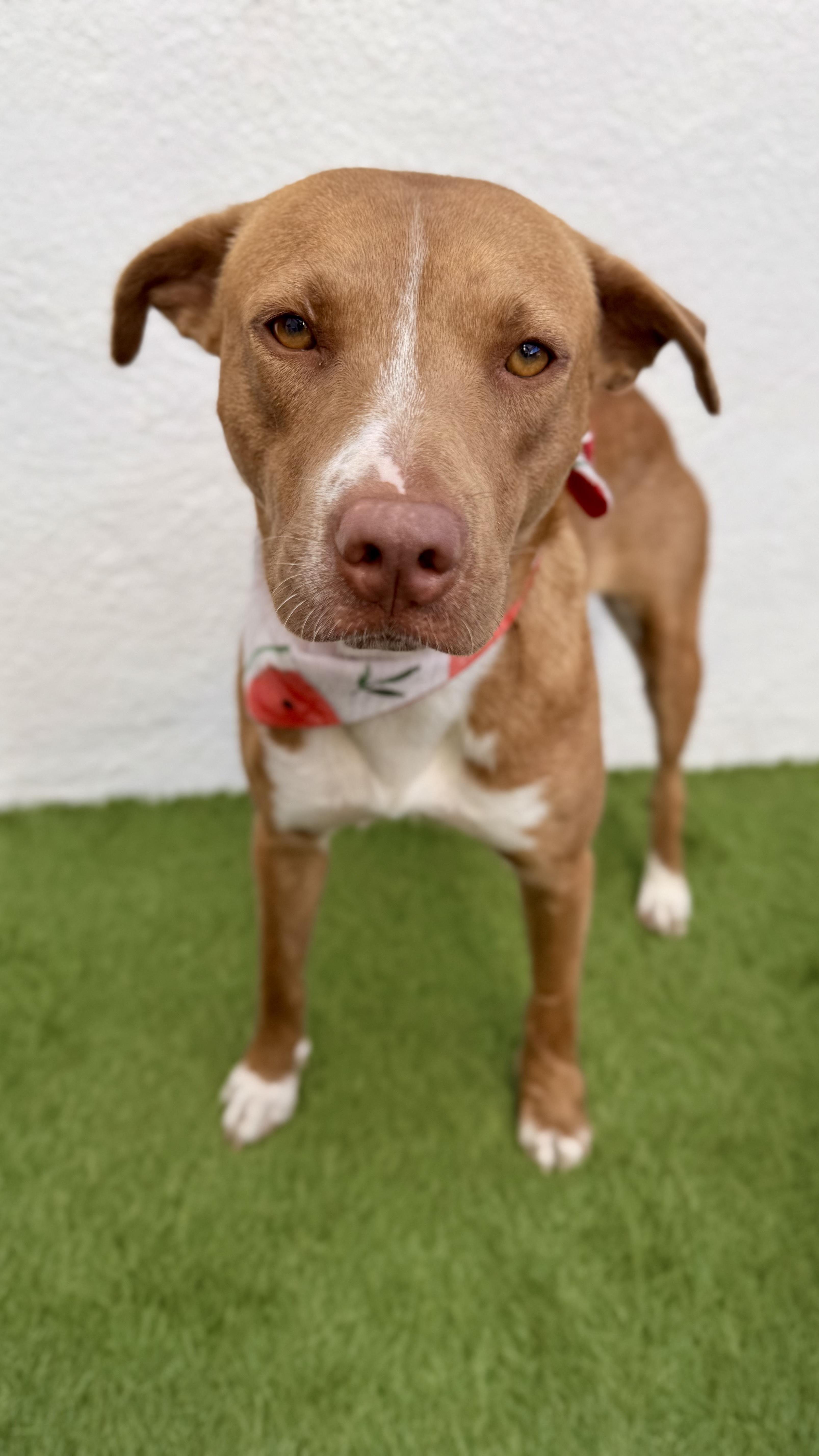 Enlarge CHLOE, a Adoptable mixed breed in San Diego, CA image 5/6