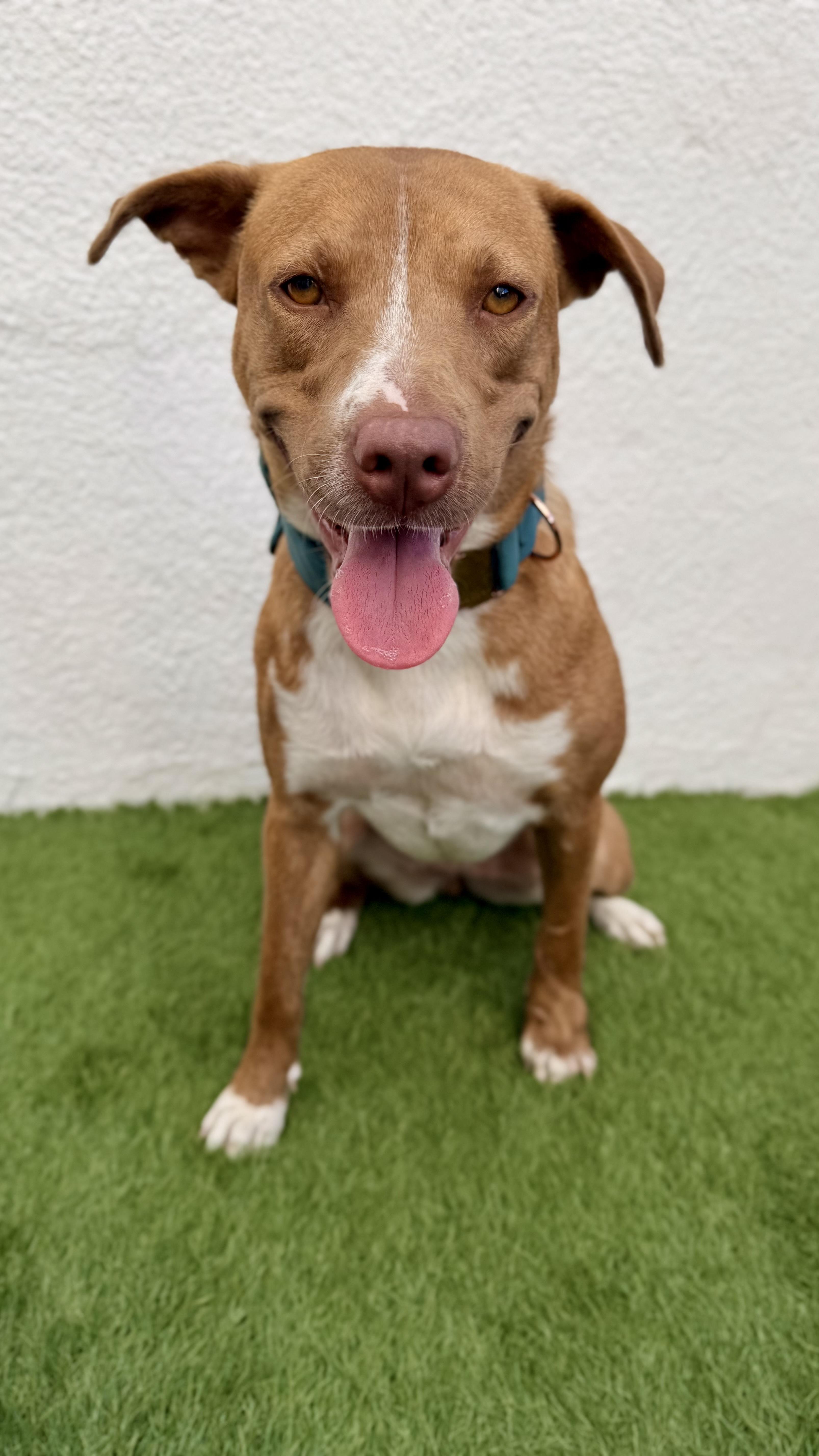 Enlarge CHLOE, a Adoptable mixed breed in San Diego, CA image 6/6