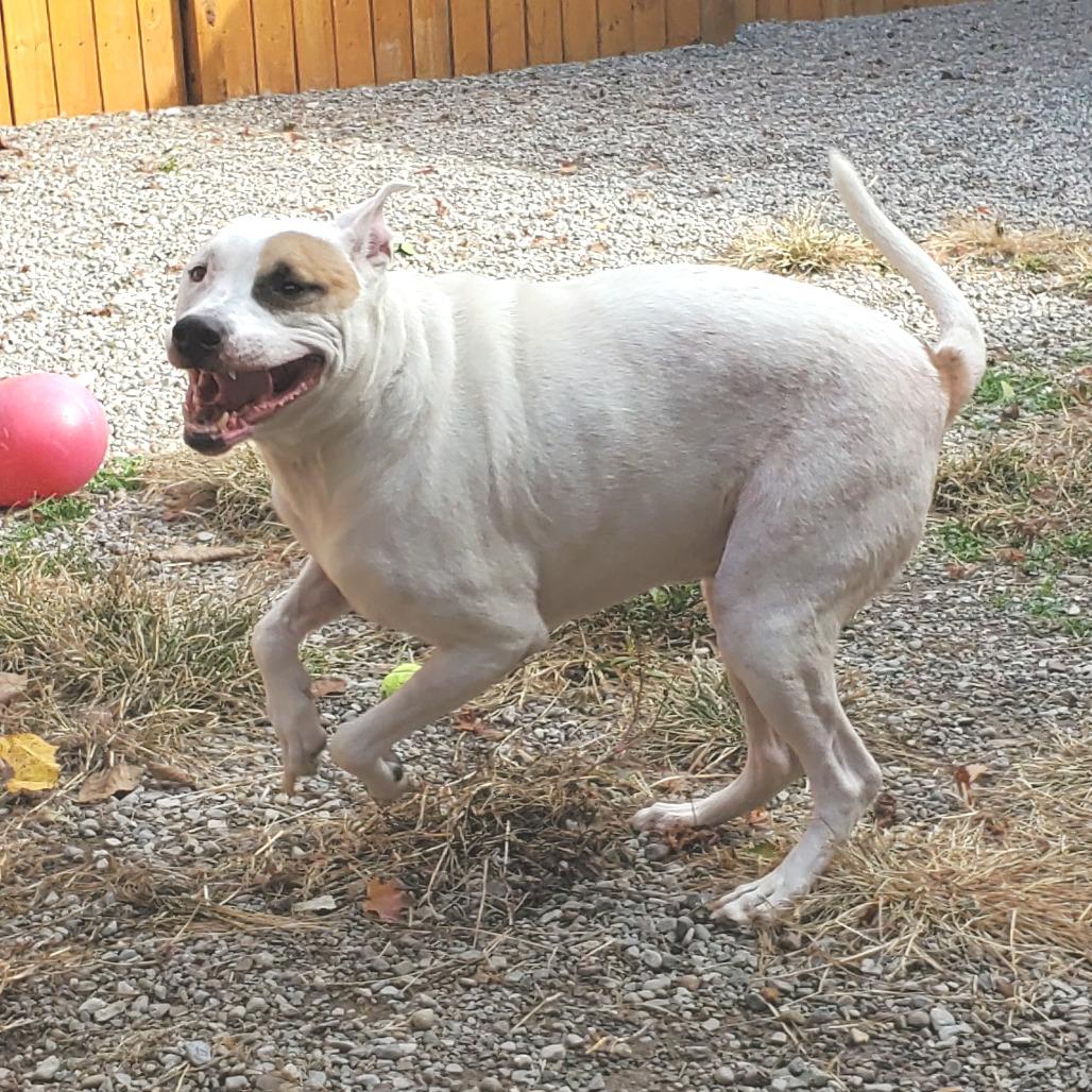 Ridoc, Adoptable, Adult Male Mixed Breed.