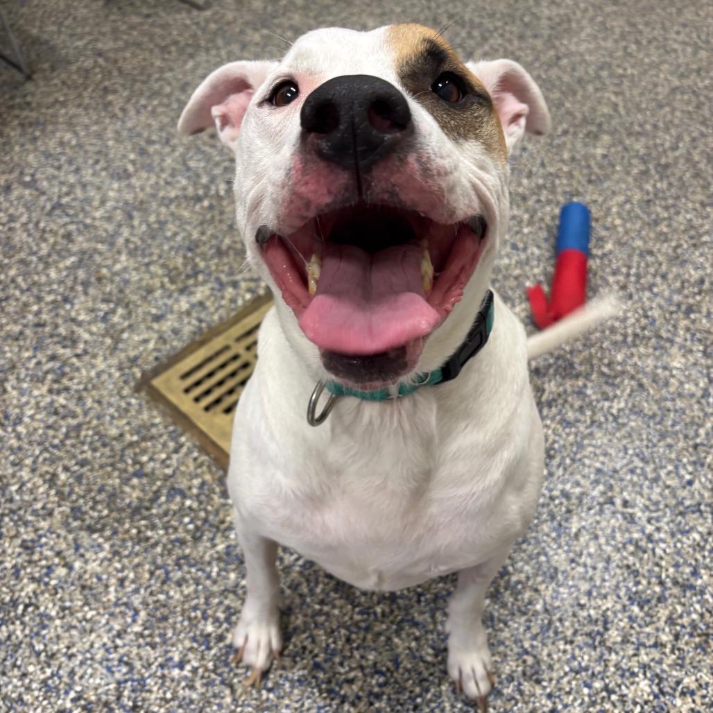 Enlarge Ridoc, a Adoptable Mixed Breed in Fairport, NY image 2/6