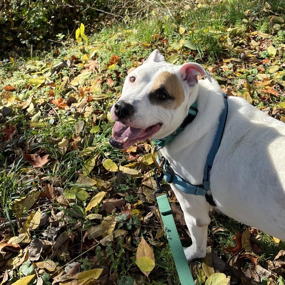 Enlarge Ridoc, a Adoptable Mixed Breed in Fairport, NY image 3/6