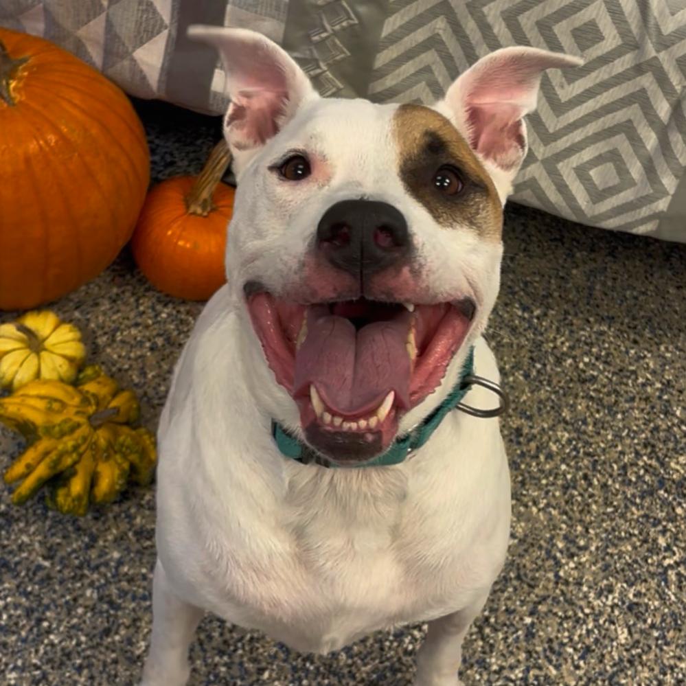 Enlarge Ridoc, a Adoptable Mixed Breed in Fairport, NY image 4/6