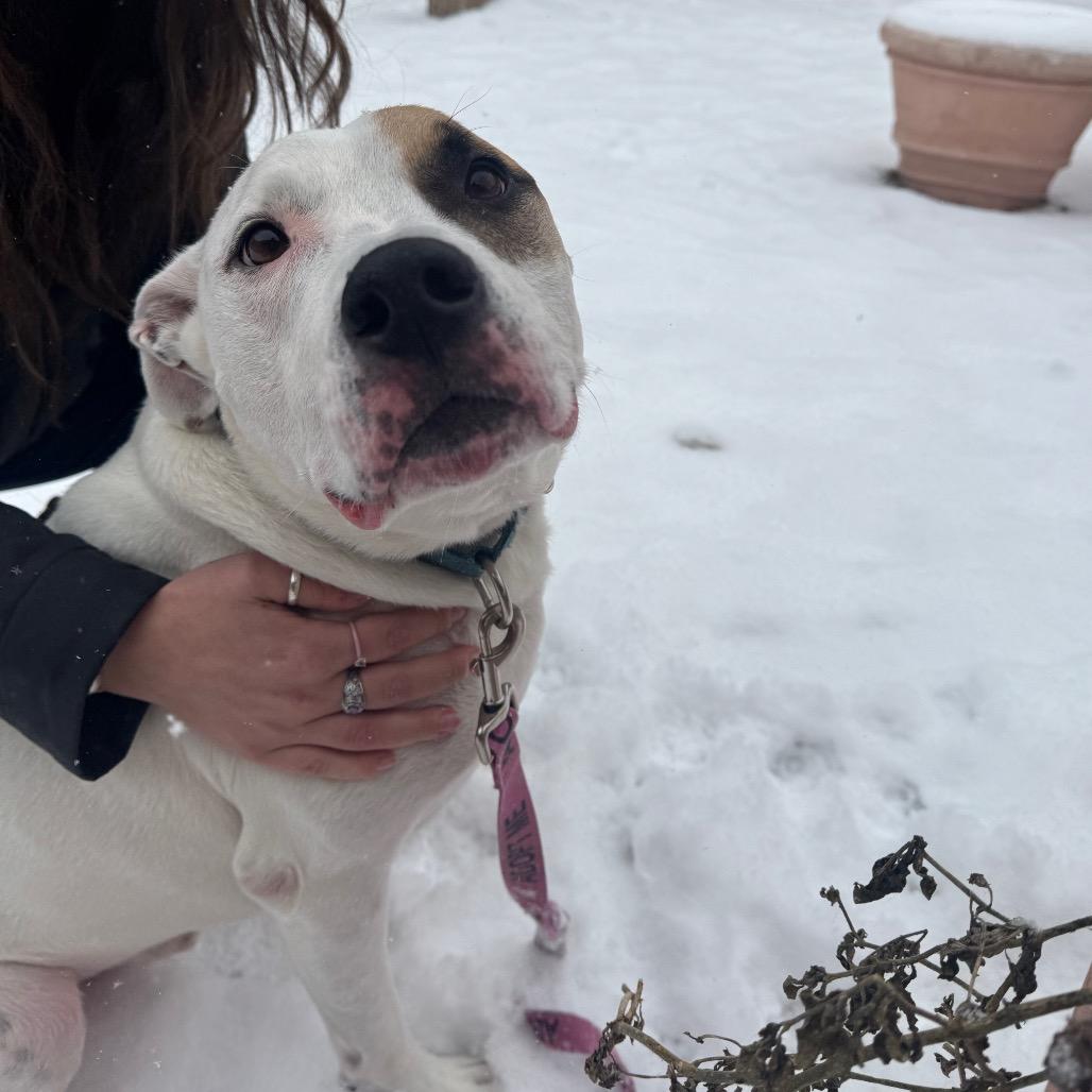 Enlarge Ridoc, a Adoptable Mixed Breed in Fairport, NY image 5/6