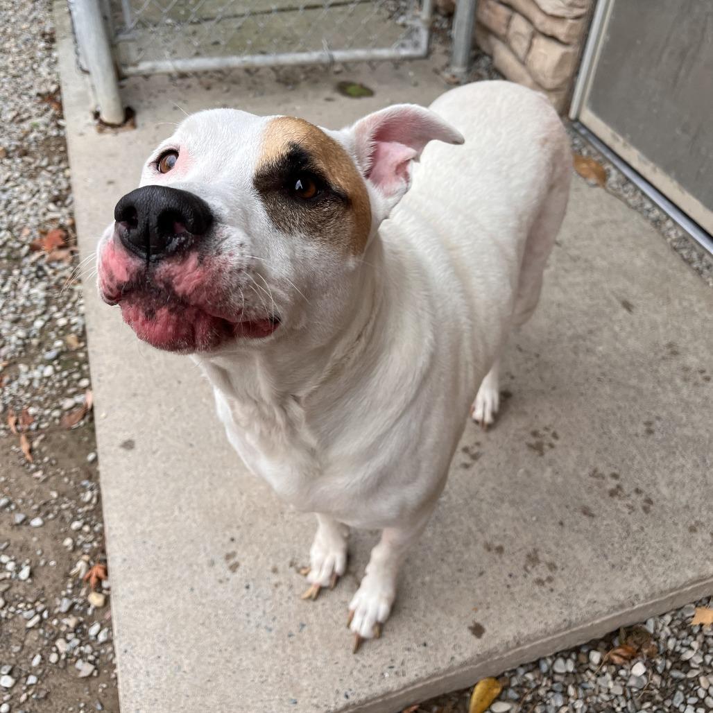 Enlarge Ridoc, a Adoptable Mixed Breed in Fairport, NY image 6/6