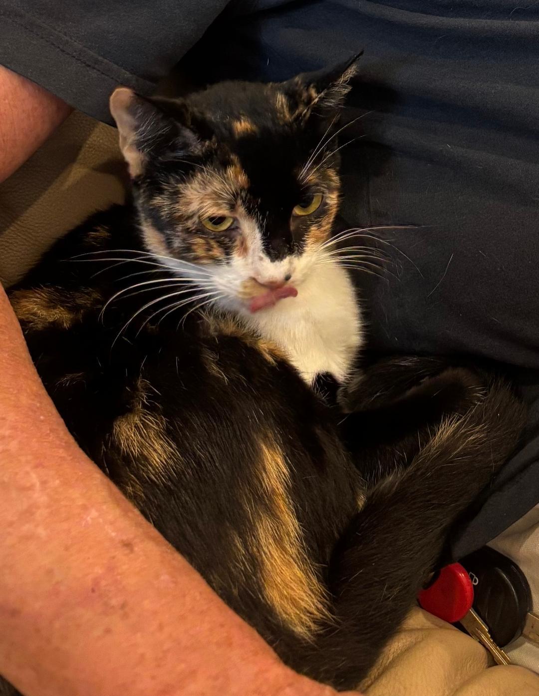 Camembert, Adopted, Adult Female Tortoiseshell & Domestic Short Hair.