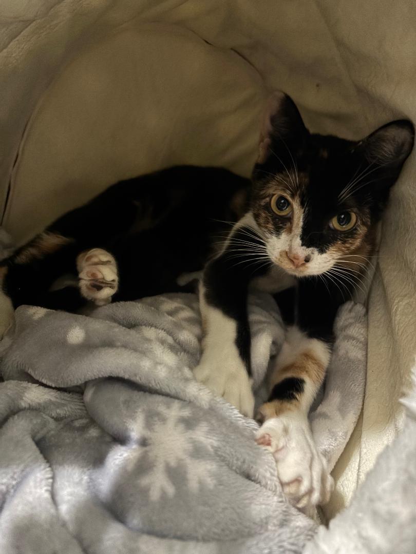 Enlarge Camembert, a Adopted mixed breed in MONTGOMERY, TX image 3/3