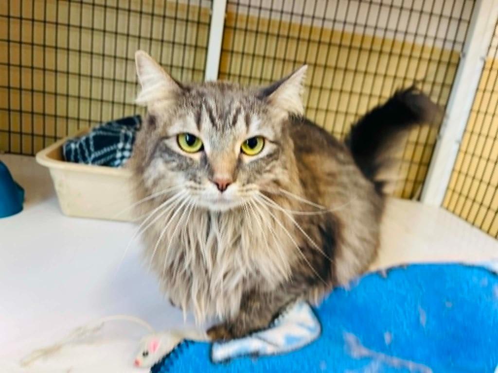 Baby, Adoptable, Young Female Domestic Medium Hair.