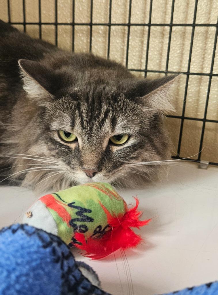 Baby, Adoptable, Young Female Domestic Medium Hair.