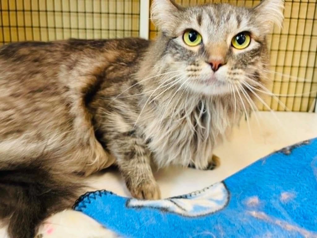 Enlarge Baby, a Adoptable mixed breed in Green River, WY image 3/6