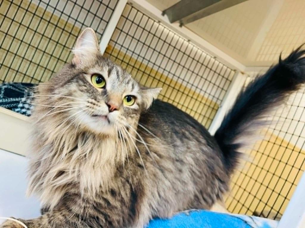 Enlarge Baby, a Adoptable mixed breed in Green River, WY image 4/6