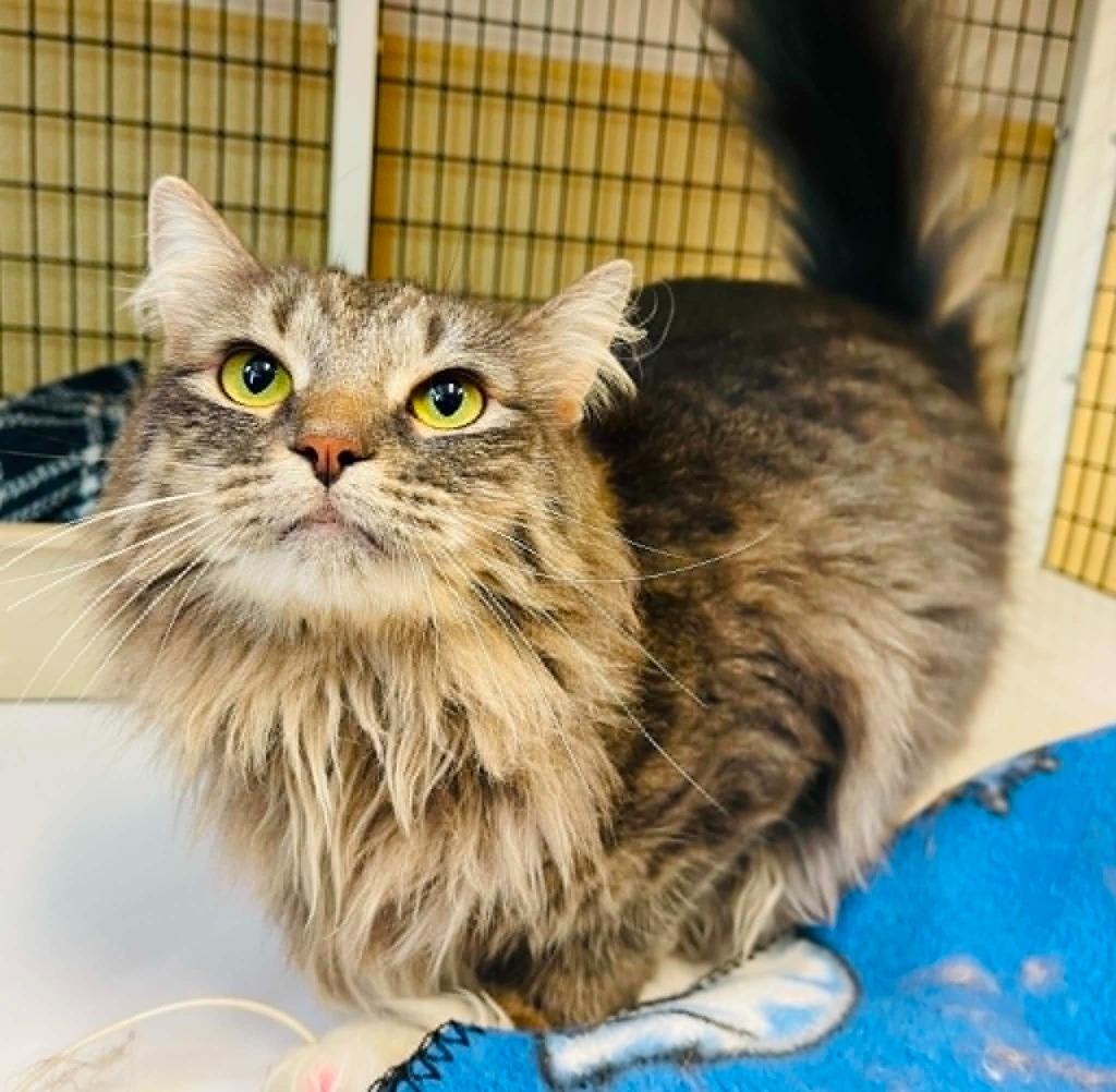 Enlarge Baby, a Adoptable mixed breed in Green River, WY image 6/6