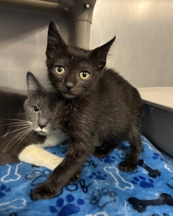 Nigiri (with Sashimi), Adoptable, Kitten Female Domestic Short Hair.