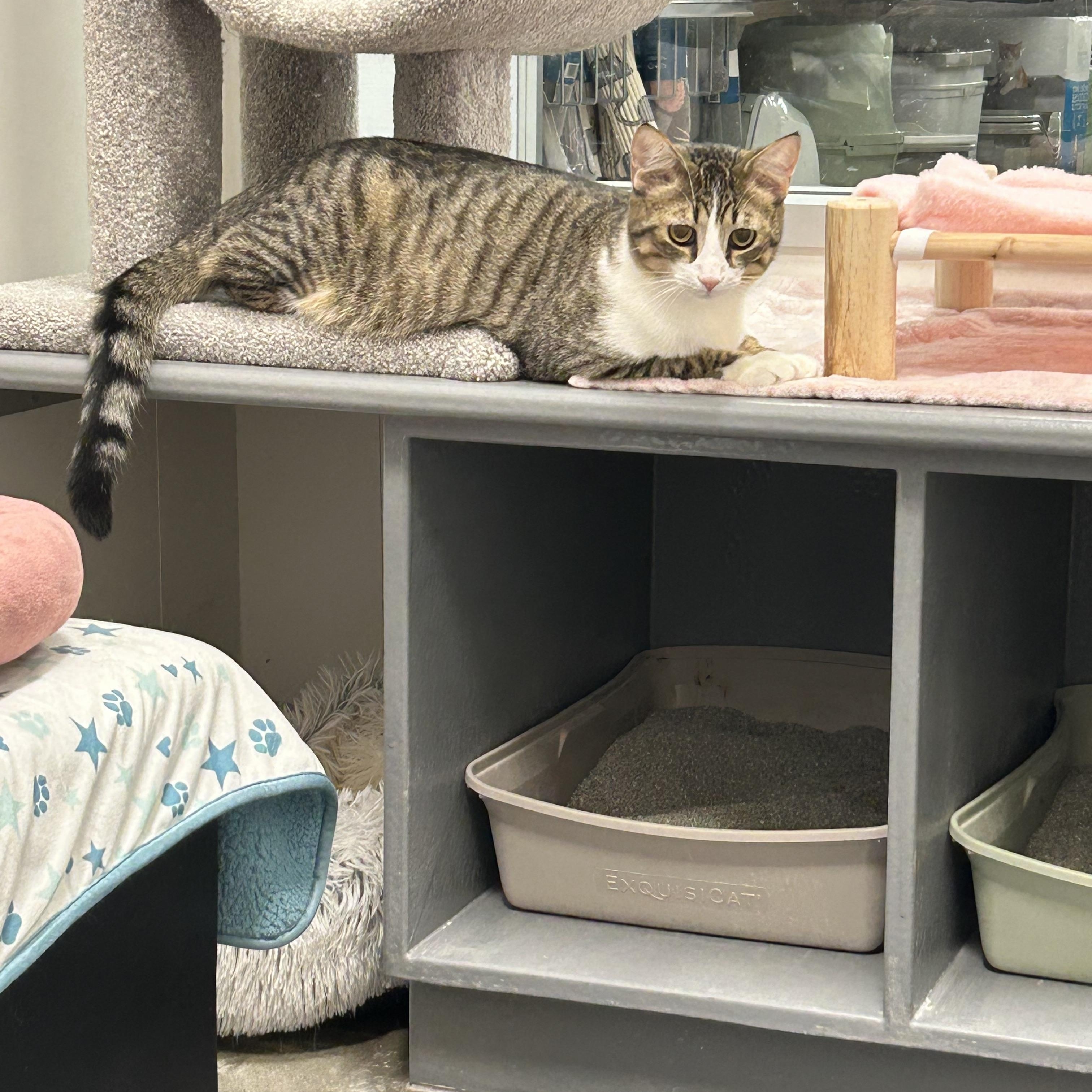 Enlarge Chance , a ADOPTABLE Domestic Short Hair in Columbus , OH image 4/4