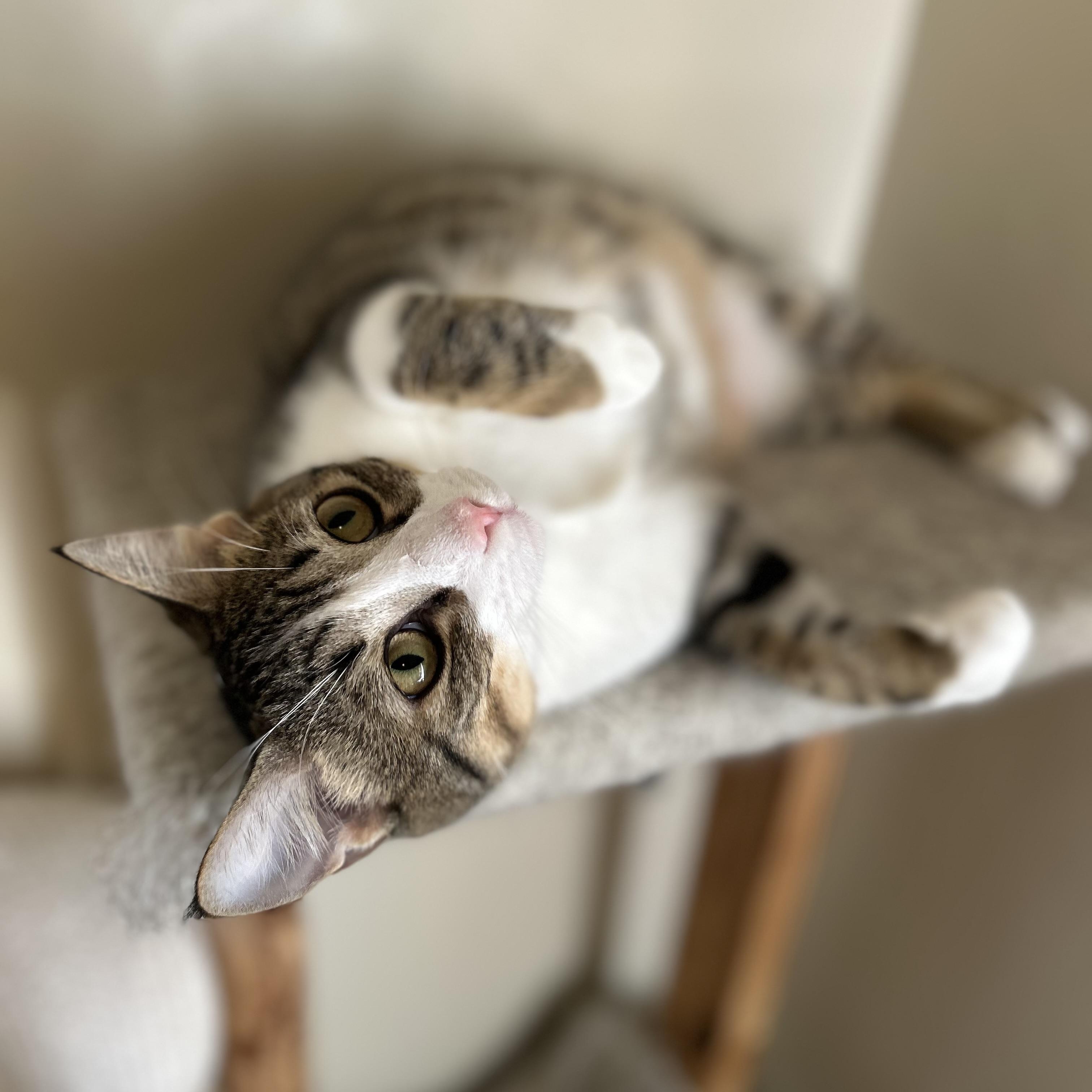 Enlarge Chance , a ADOPTABLE Domestic Short Hair in Columbus , OH image 2/4