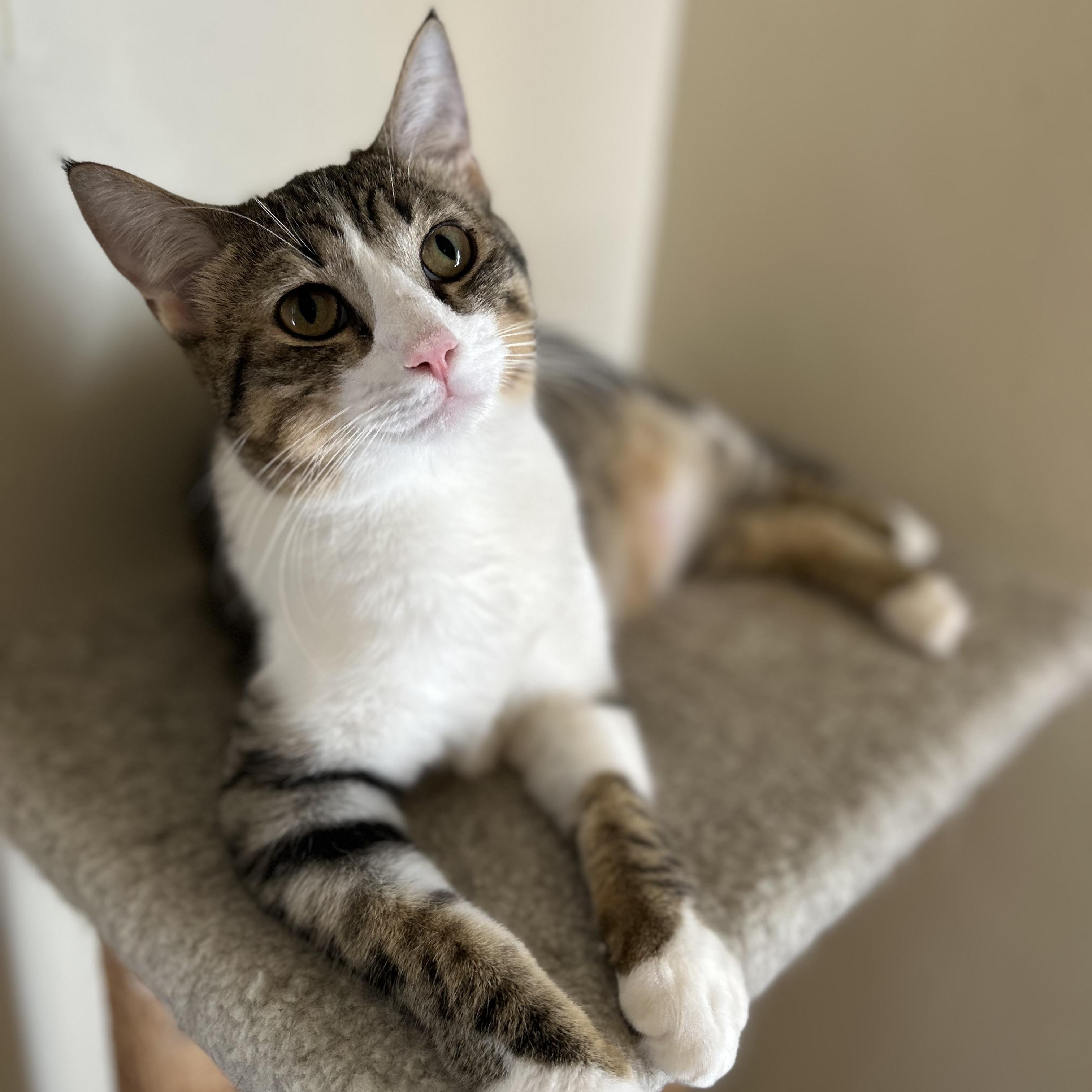 Enlarge Chance , a ADOPTABLE Domestic Short Hair in Columbus , OH image 1/4