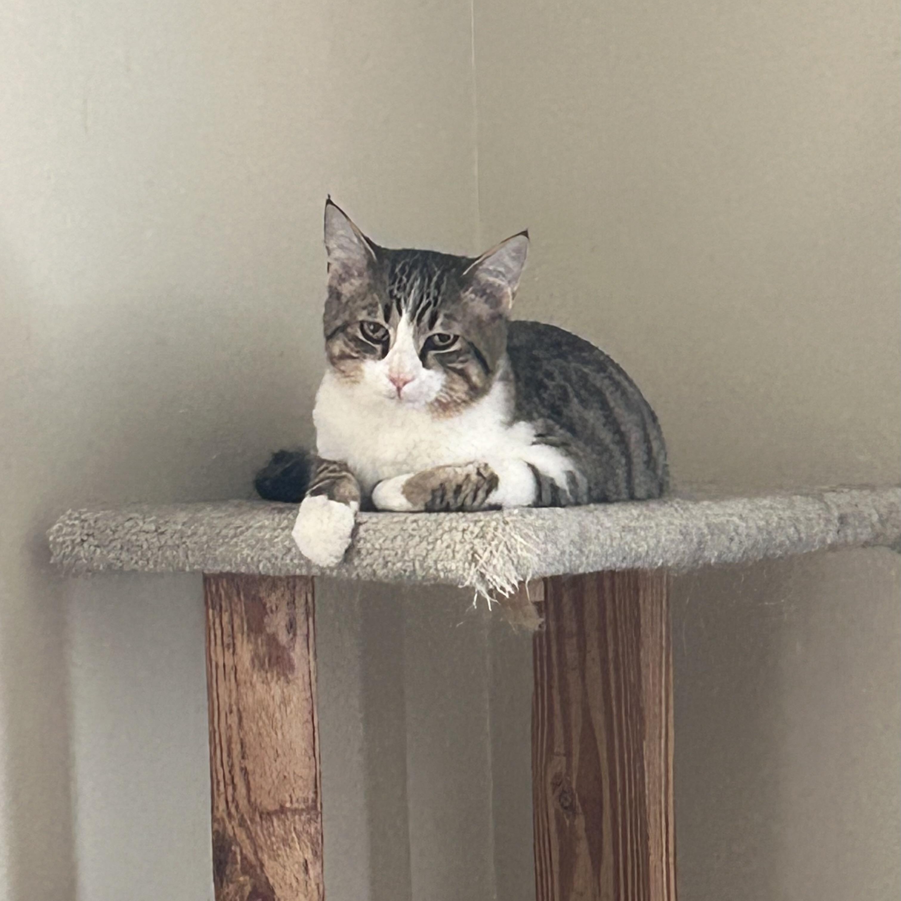 Enlarge Chance , a ADOPTABLE Domestic Short Hair in Columbus , OH image 3/4