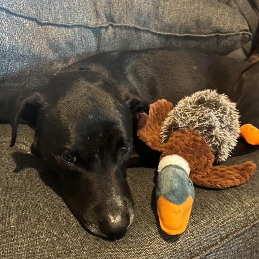 Enlarge John, a Adoptable Labrador Retriever in Quakertown, PA image 1/6