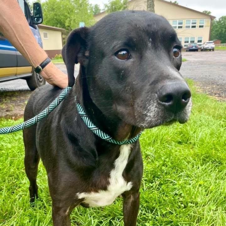 Enlarge John, a Adoptable Labrador Retriever in Quakertown, PA image 3/6