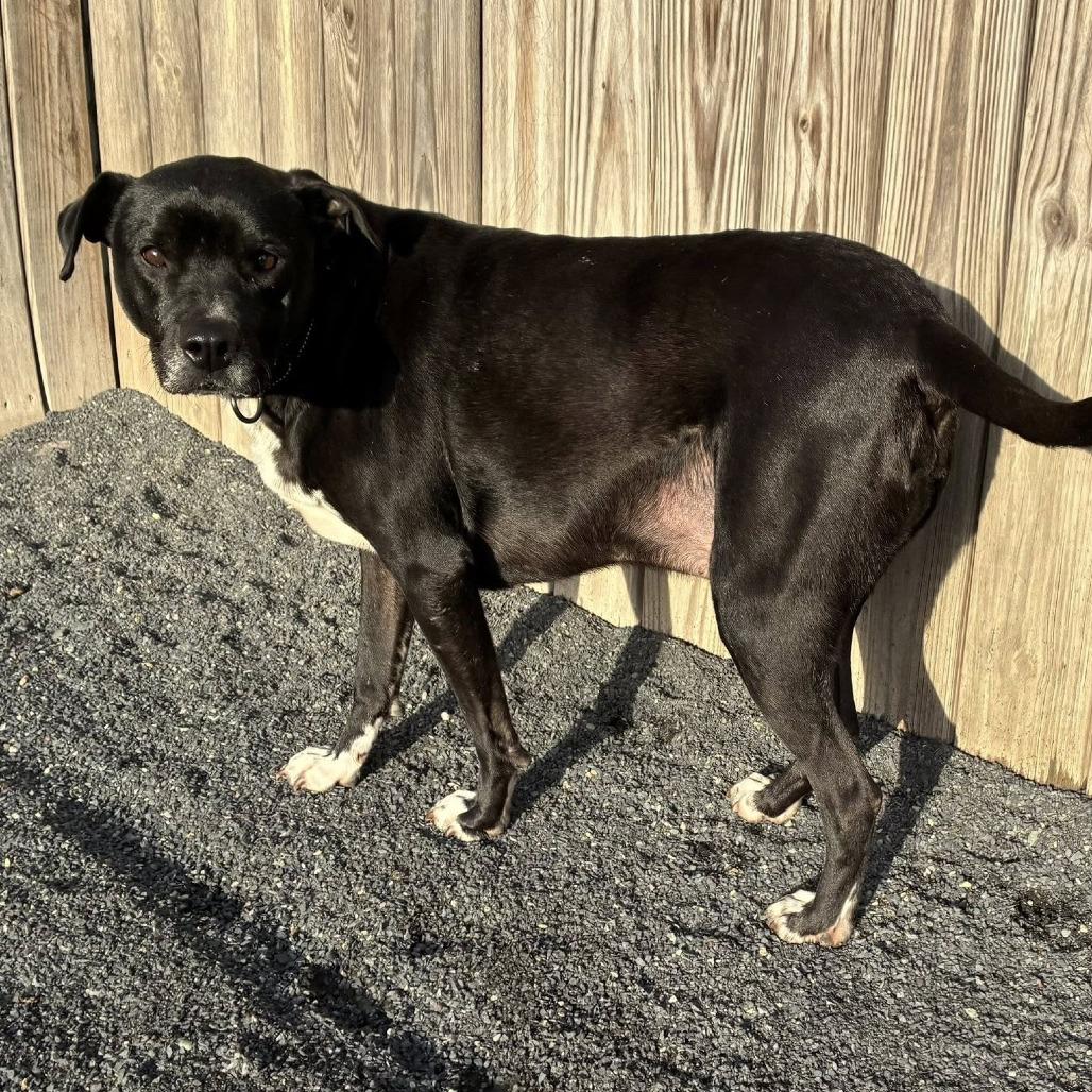 Enlarge John, a Adoptable Labrador Retriever in Quakertown, PA image 4/6