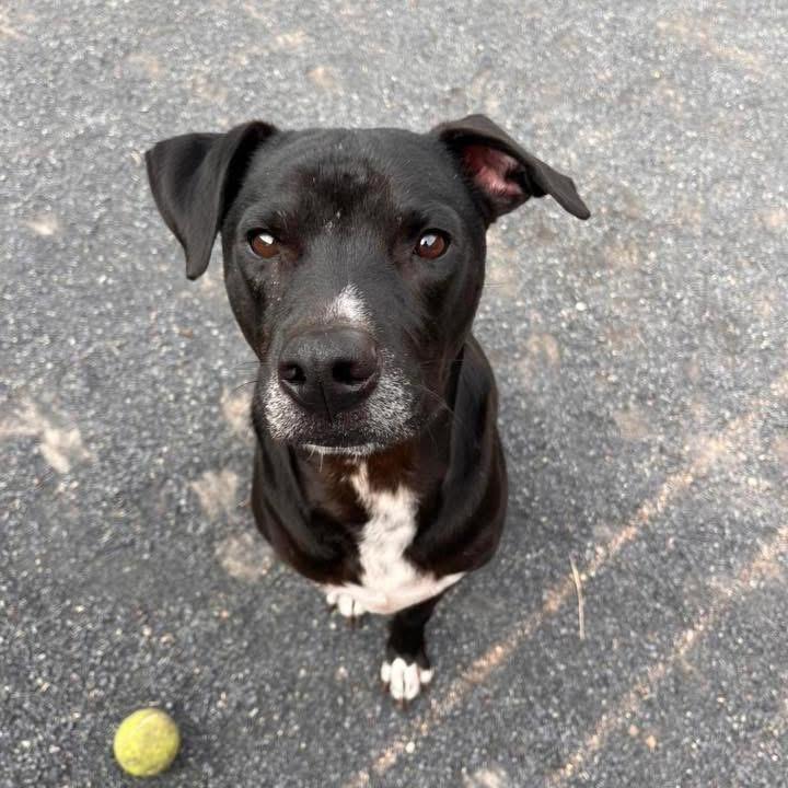 Enlarge John, a Adoptable Labrador Retriever in Quakertown, PA image 5/6