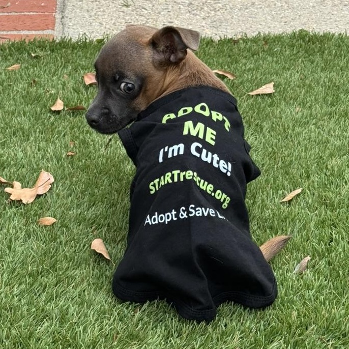 Little Miss Daisy thumbnail 5