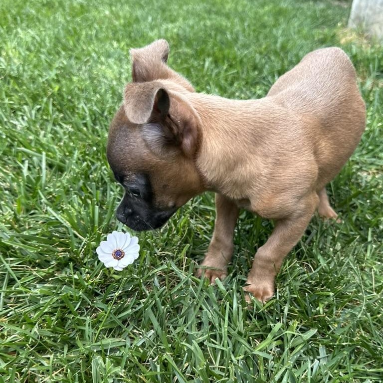 Little Miss Daisy thumbnail 2