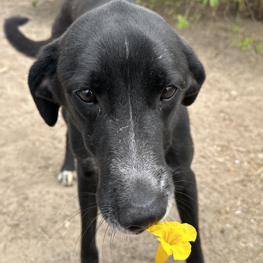 Matcha, Adoptable, Adult Male German Shorthaired Pointer & Australian Cattle Dog / Blue Heeler.