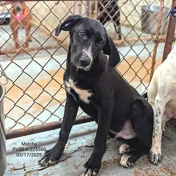 Matcha, a Adoptable mixed breed in Edinburg, TX image 2/6