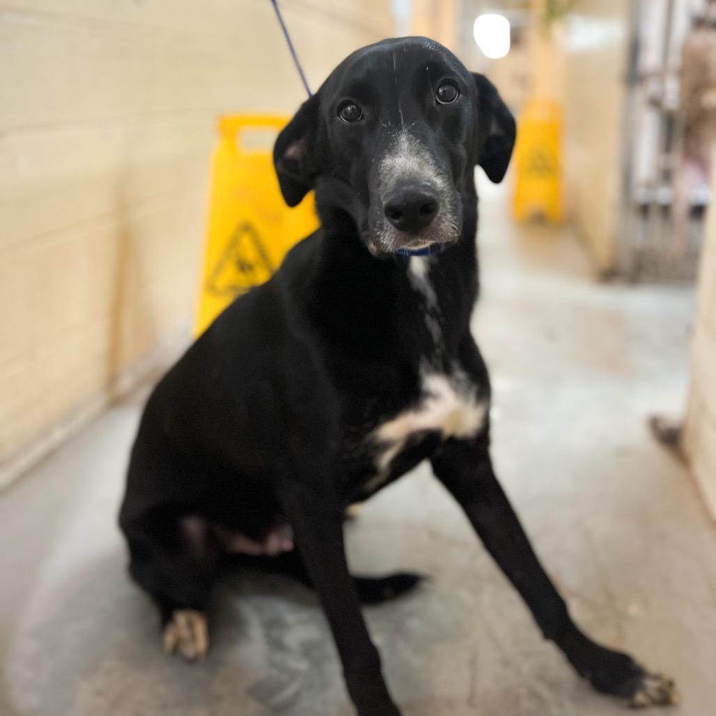 Matcha, a Adoptable mixed breed in Edinburg, TX image 3/6