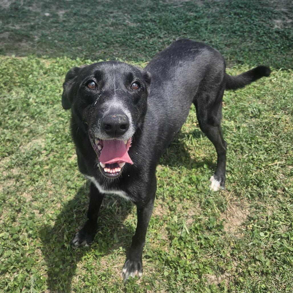 Matcha, a Adoptable mixed breed in Edinburg, TX image 5/6